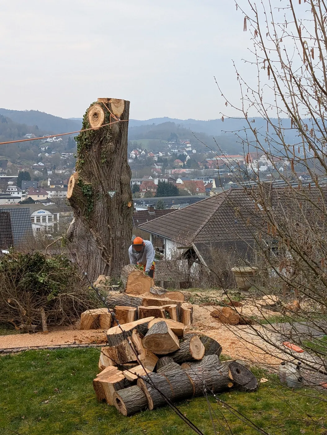 Aufgearbeiteter Stamm in Stammstücken mit Holzstapel nach einer Fällung