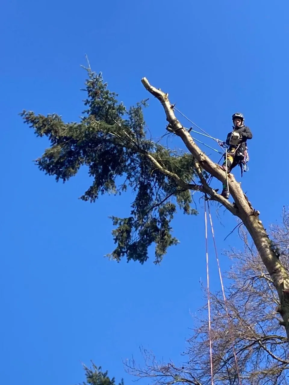 Baumkletterer mit Seilsicherung hoch oben in einer Fichte vor blauem Himmel