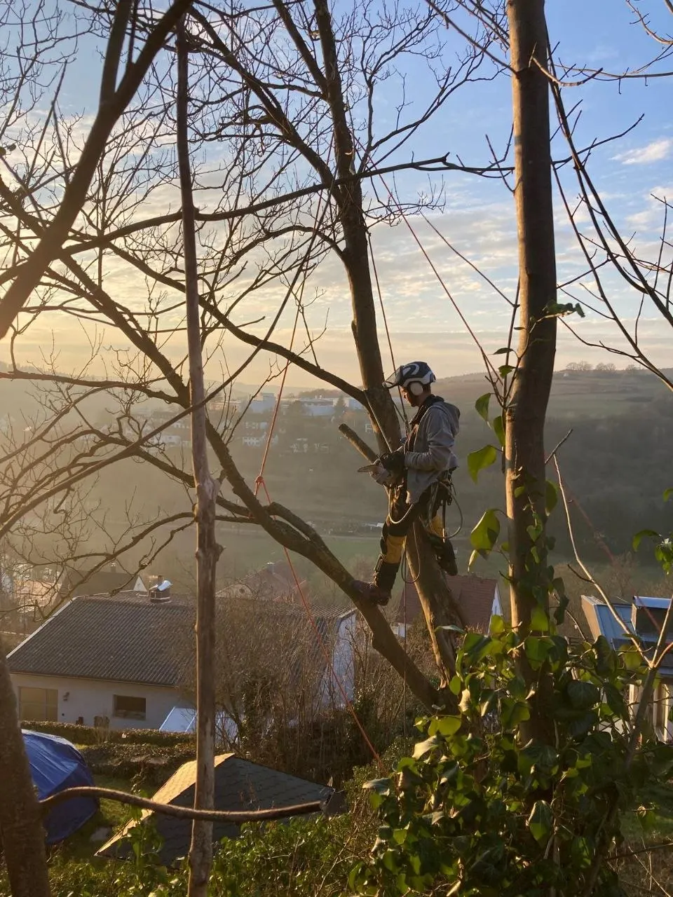 Kuno Tranelis bei Seilkletterarbeiten in einem Baum, im Hintergrund die Region um Bad Salzschlirf im Morgenlicht